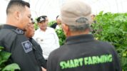 PJ Gubernur Sulbar Bahtiar Baharuddin Saat Mengunjungi Smart Farm Cabe Katokkon