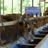 Bosowa Peduli Luncurkan Program Qurban untuk Warga Mamminasata dan Palestina