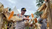 Wujudkan Ketahanan Pangan, Kapolres Luwu Utara Pimpin Panen Jagung di Desa Mario